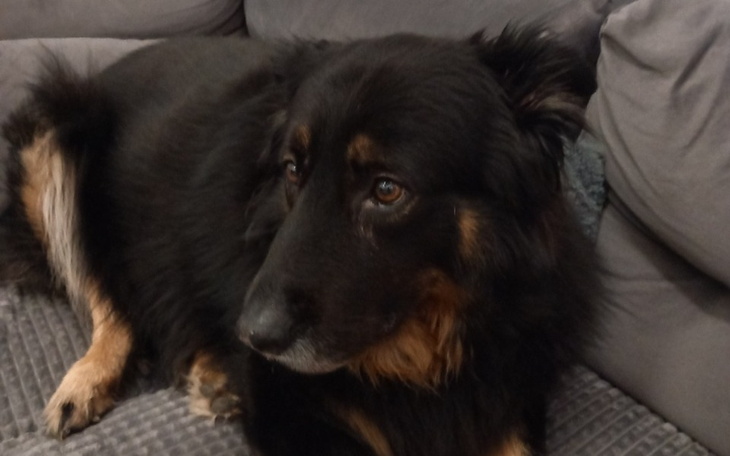 Zbiórka Pomóżmy Azie stanąć na 4 łapki - zdjęcie główne