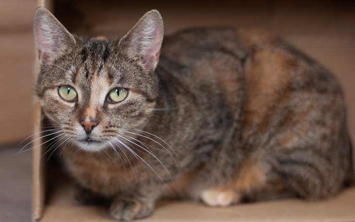 Kot siedzący w kartonowym pudełku, patrzący w obiektyw.