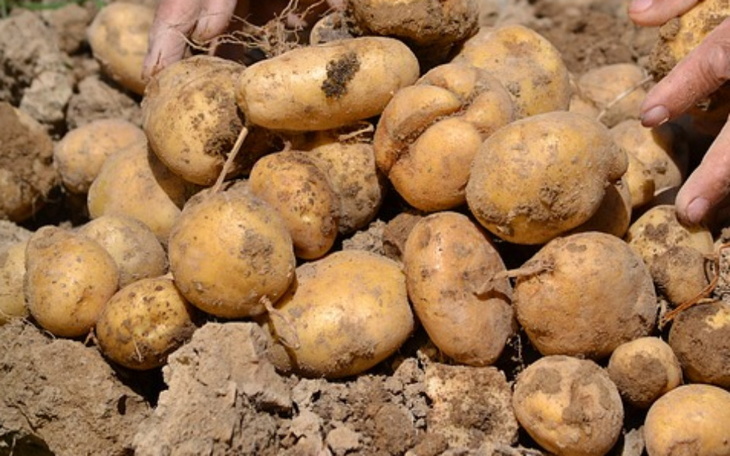 Zbiórka zawieszone ziemniaki 5. transpo - zdjęcie główne