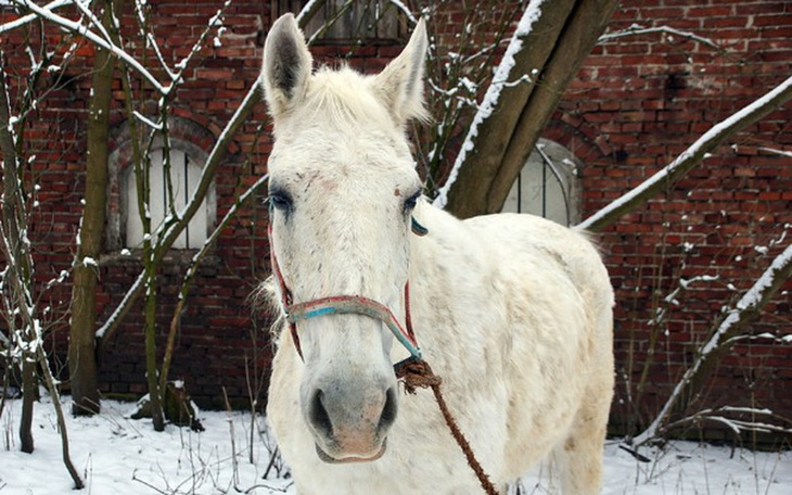 Zbiórka Życie i dom dla Bianki - zdjęcie główne