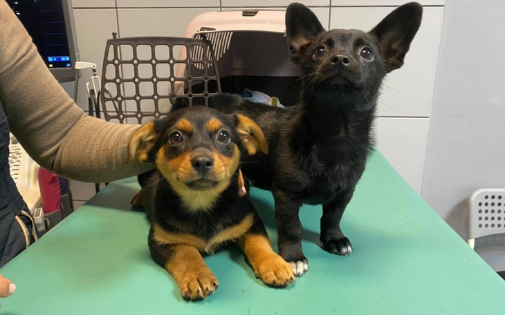 Zbiórka Pomoc szczeniakom - zdjęcie główne