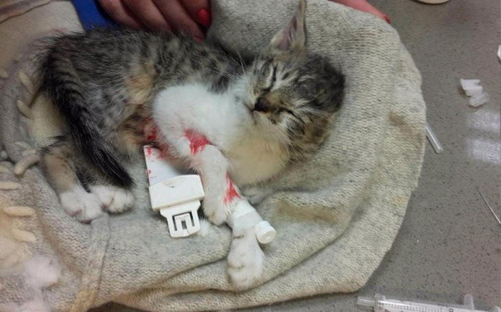 Zbiórka Zagłodzone maluchy - zdjęcie główne