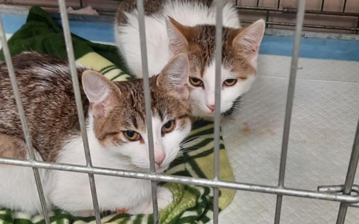 Dwa koty w klatce, patrzą na zewnątrz.