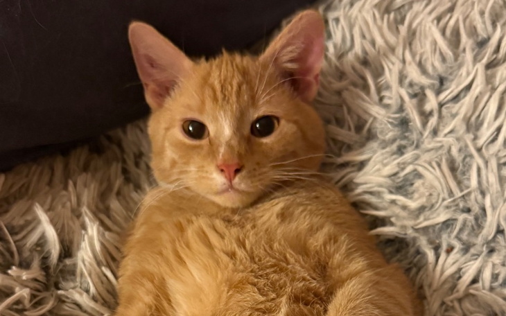 Rudy kot leżący na miękkim dywanie, patrzący w obiektyw.