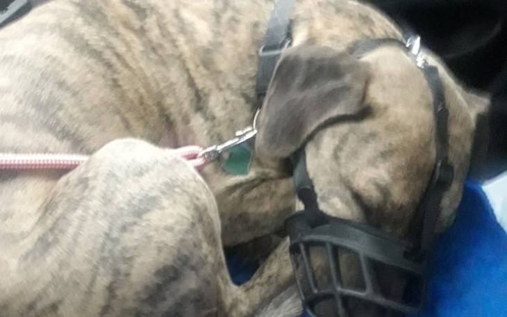 Zbiórka Pechowiec Sticz - zdjęcie główne