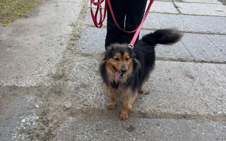 Pies na smyczy, spacerujący po chodniku.