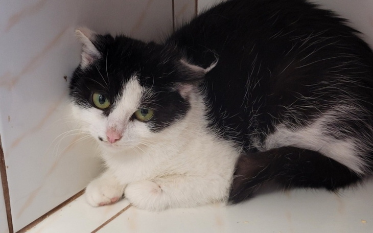 Zbiórka Badanie serduszka Marilyn - zdjęcie główne