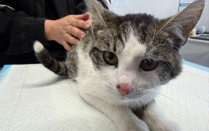 Kot w klinice weterynaryjnej, czekający na badanie.