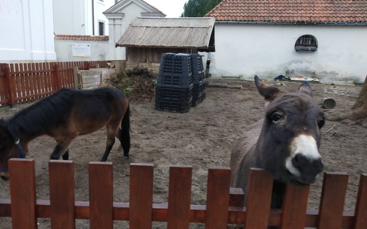 Zbiórka Wsparcie dla muła i ośliczki - zdjęcie główne