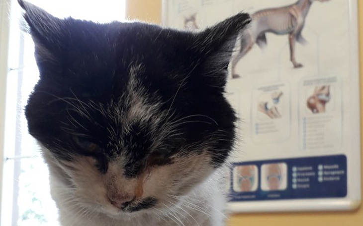 Zbiórka Walczymy o życie Plamki - zdjęcie główne