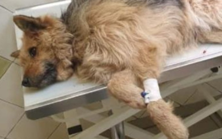 Zbiórka Pilna pomóc dla pieska - zdjęcie główne