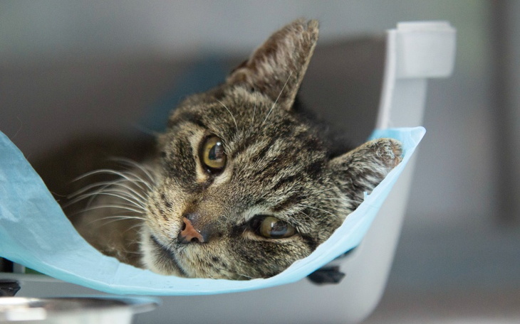 Zbiórka Fakir. Staruszek w potrzebie - zdjęcie główne