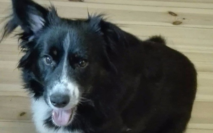 Zbiórka Border chce biegać! POMÓŻMY MU ! - zdjęcie główne