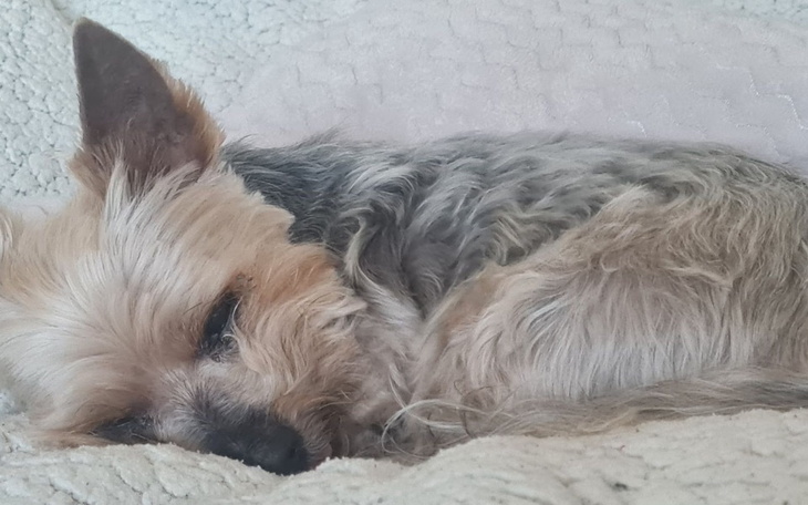 Zbiórka Pomóżcie ratować Goldusia - zdjęcie główne