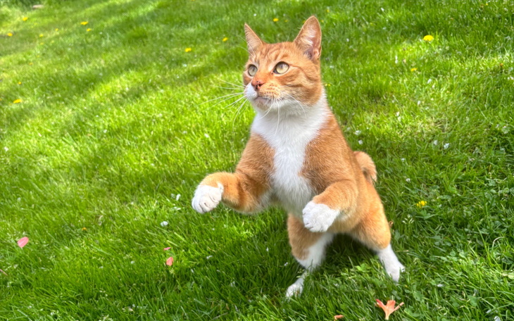 Rudy kot, stojący na dwóch łapach na trawie.
