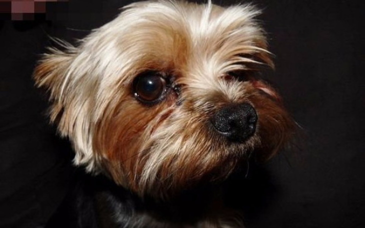 Zbiórka zbieramy na łapki róży ! - zdjęcie główne