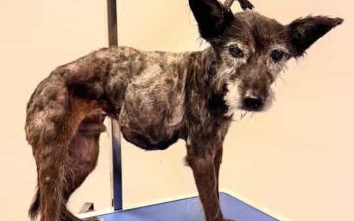 Zbiórka Tiere in Not - zdjęcie główne