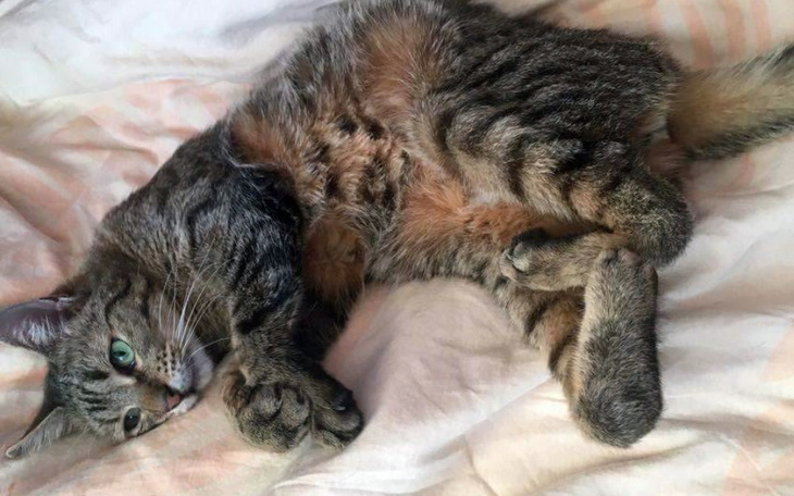 Kot leżący na łóżku, zrelaksowany i wylegujący się.