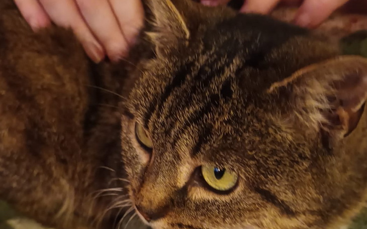 Zbiórka Ratowanie kotki Fredzi - zdjęcie główne