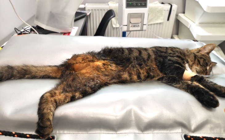 Zbiórka AmputacjaŁapyMartwicaPomocy - zdjęcie główne