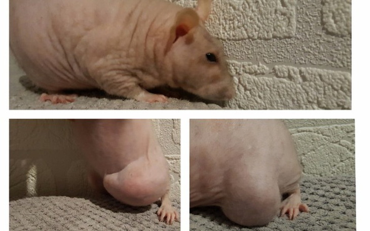 Zbiórka Pomoc dla chorej Lolki - zdjęcie główne