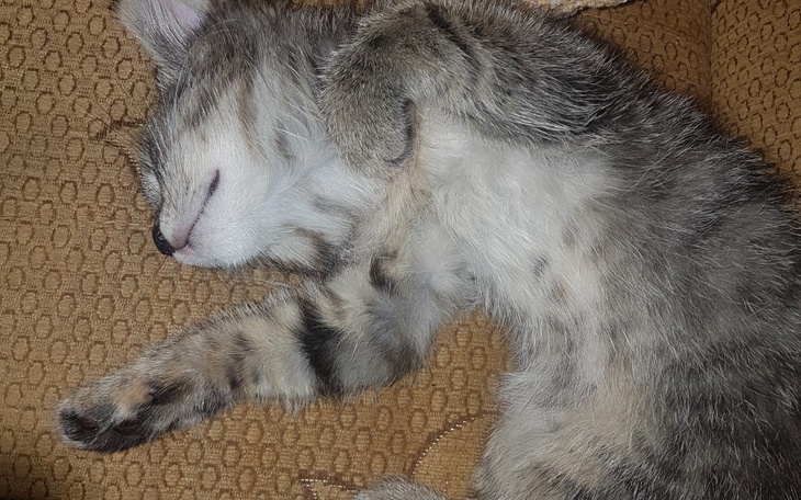 Śpiący kot leży na kanapie, zrelaksowany.