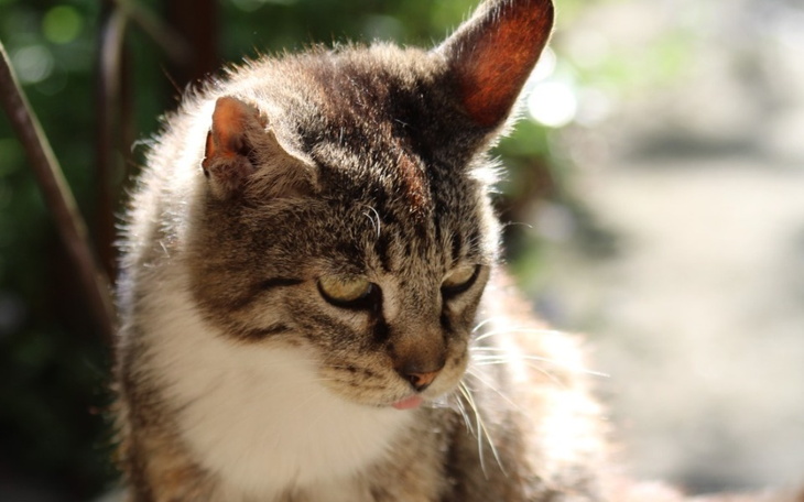 Zbiórka Z miłości do zwierzaków - zdjęcie główne