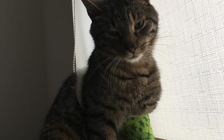 Zbiórka Pomóżmy Timonowi stanąć na łapy - zdjęcie główne