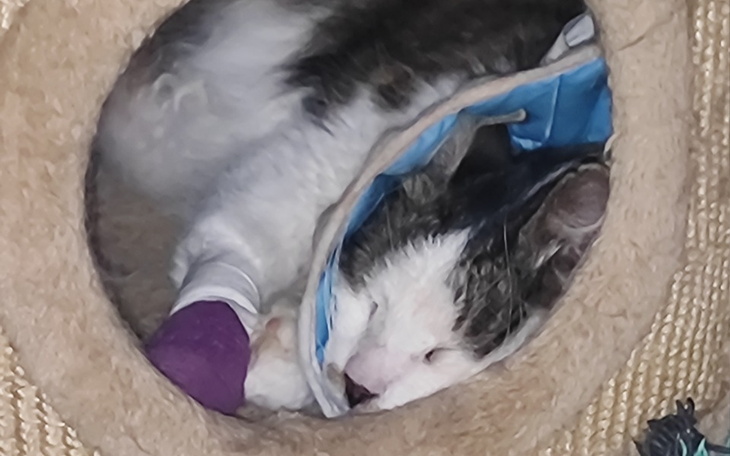 Zbiórka Niebieska Sfora - czerwiec - zdjęcie główne