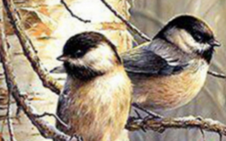 Zbiórka Budowa domków dla sikorek - zdjęcie główne