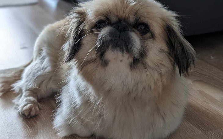 Zbiórka Operacja Zgredzi na łapki - zdjęcie główne