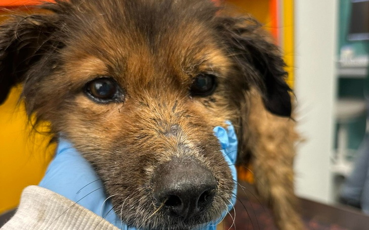 Zbiórka Sunia uratowana ze studzienki - zdjęcie główne