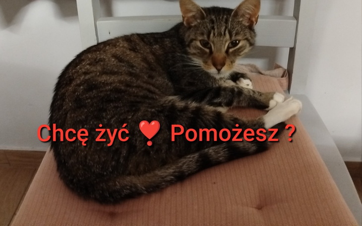 Kot leżący na poduszce, z napisem o chęci życia.