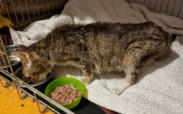 Zbiórka Koci szkielet - poznajcie Patyka - zdjęcie główne