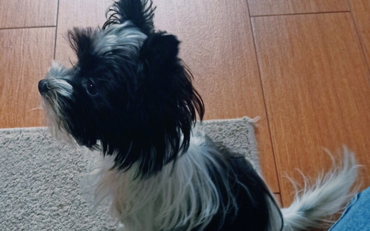 Zbiórka Na operacje oczu psa - zdjęcie główne