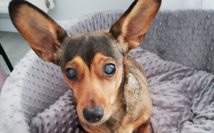 Zbiórka Operacja zaćmy Layli - zdjęcie główne