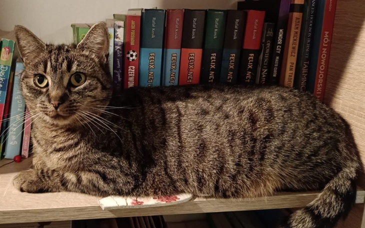 Kot w paski odpoczywający na półce z książkami.