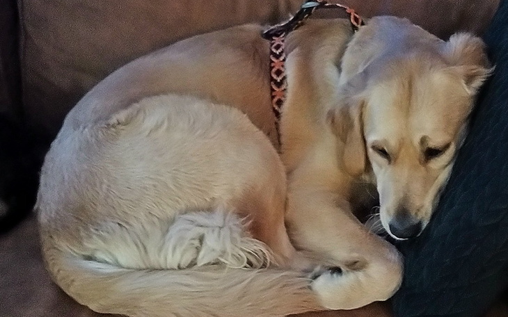 Złoty retriever zwinięty w kłębek na kanapie.