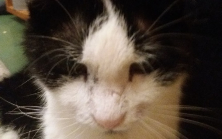 Zbiórka Na operację mojego kociaka - zdjęcie główne