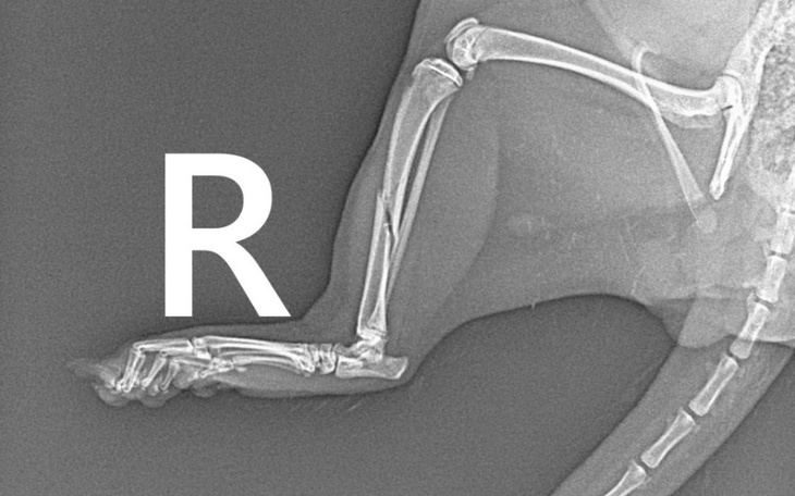 Zbiórka Żeby Ptyś mógł znów biegać. - zdjęcie główne