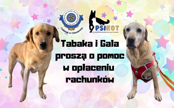 Dwa psy z prośbą o pomoc w opłaceniu rachunków.