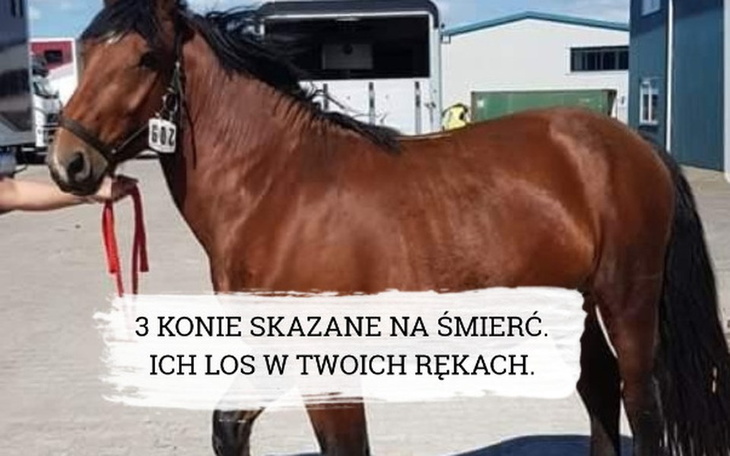 Koń z numerem 602, apel o pomoc.