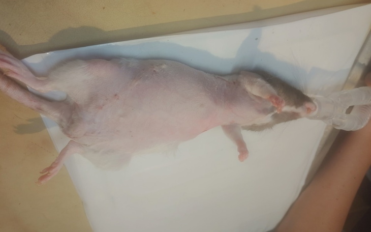 Zbiórka Waleczna Garonka - zdjęcie główne