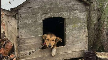 Zbiórka Niepodległe psy - miniaturka zdjęcia