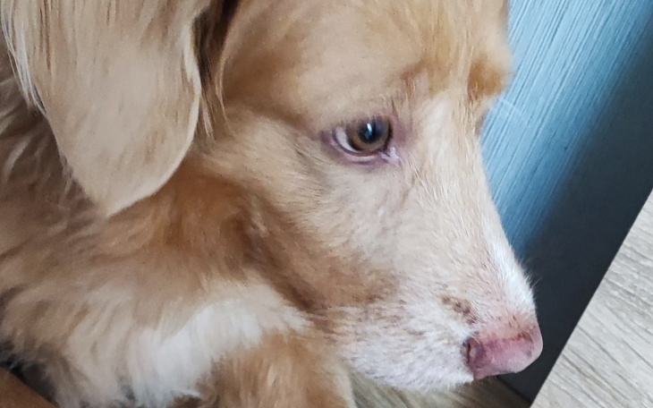 Zbiórka Besi piesek - przetoka leczenie - zdjęcie główne