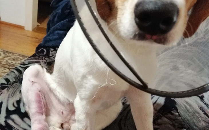 Zbiórka Alarm Na ratunek Zuzi - zdjęcie główne