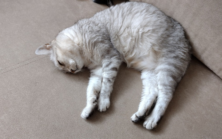 Zbiórka Leczenie Nutki - zdjęcie główne