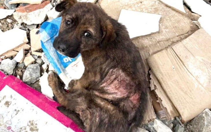 Pies z ranami, siedzący na zniszczonym kartonie.