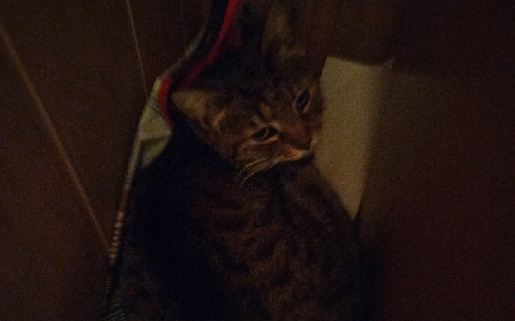 Kot schowany w szczelinie, z ciekawym spojrzeniem.