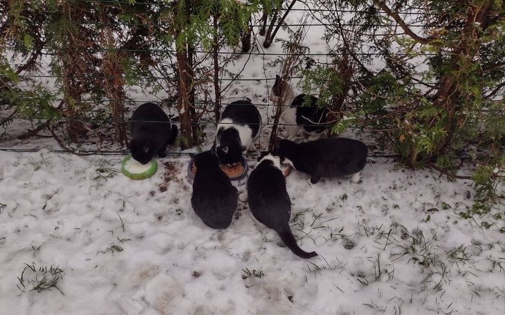 Zbiórka Przetrwanie zimy dla kotów - zdjęcie główne